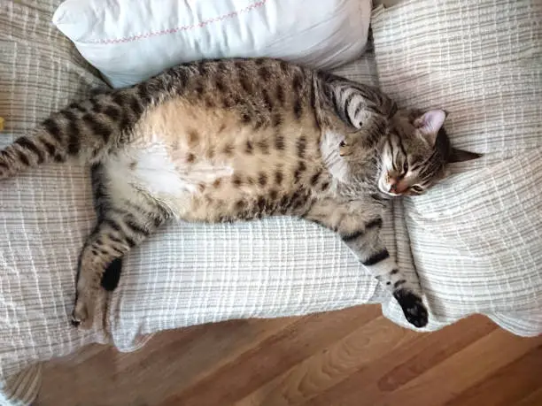 grootste kat ter wereld